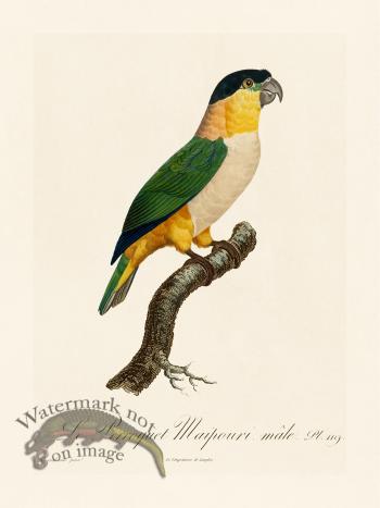 Barraband Parrot 119